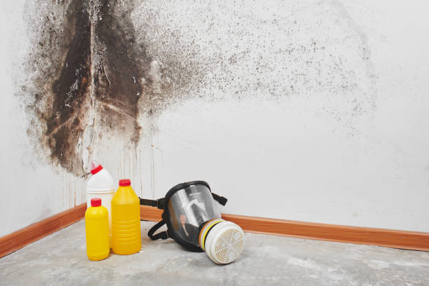 Best Mold Testing  in Four Oaks, NC