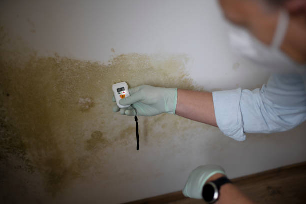 Best Mold Cleaning Services  in Four Oaks, NC
