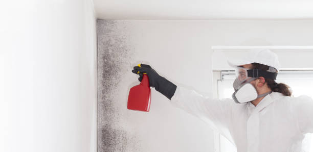 Best Black Mold Removal  in Four Oaks, NC